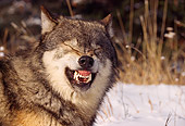 WOV 09 RK0167 02
Humorous Head Shot Of Gray Wolf Facing Camera