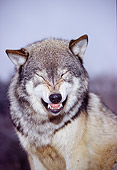 WOV 09 RK0167 13
Humorous Head Shot Of Gray Wolf Facing Camera