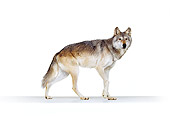 WOV 09 RK0174 08
Single Wolf Standing On White Seamless