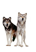 WOV 09 RK0175 05
Gray Wolves On White Seamless Background