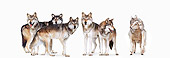 WOV 09 RK0177 01
Pack Of Five Gray Wolves With Sheep Disguised In Wolves' Clothing On White Seamless