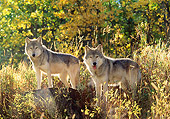 WOV 09 RW0001 01
Gray Wolves In Autumn Morning