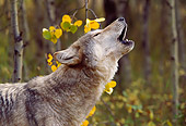 WOV 09 RW0002 01
Head Shot Of Howling Gray Wolf Autumn