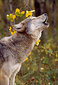 WOV 09 RW0003 01
Head Shot Of Howling Gray Wolf Autumn