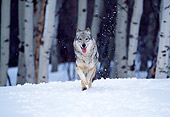 WOV 09 RW0005 01
Gray Wolf Running Toward Camera On Snow From Birch Tree Forest