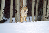 WOV 09 RW0005 02
Gray Wolf Running Toward Camera On Snow From Birch Tree Forest