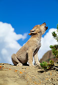 WOV 09 RW0007 01
Gray Wolf Pup Howling On Rock