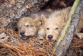 WOV 09 RW0008 01
Gray Wolf Pups Resting Below Tree