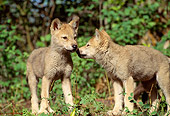 WOV 09 RW0009 01
Two Gray Wolf Pups Sniffing One Another