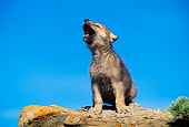 WOV 09 RW0010 01
Gray Wolf Pup Howling On Rock