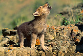 WOV 09 RW0011 01
Gray Wolf Pup Howling On Rocks