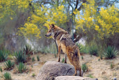WOV 09 RW0012 01
Red Wolf Standing On Rock