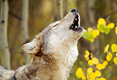 WOV 09 RW0013 01
Head Shot Of Gray Wolf Howling In Autumn Woods