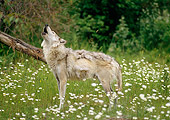 WOV 09 RW0014 01
Gray Wolf Howling In Meadow By Woods