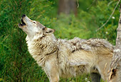WOV 09 RW0015 01
Gray Wolf Howling In Woods