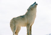 WOV 09 RW0016 01
Arctic Gray Wolf Howling On Snow