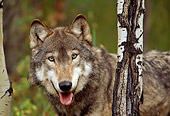 WOV 09 RW0017 01
Close-Up Of Gray Wolf Standing Behind Birch Tree