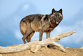 WOV 09 RW0019 01
Gray Wolf Standing Behind Log Studio