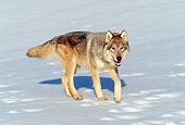 WOV 09 RW0020 01
Gray Wolf Walking On Snow