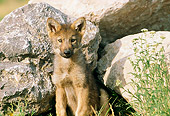 WOV 09 RW0022 01
Gray Wolf Pup Sitting By Rocks