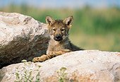 WOV 09 RW0023 01
Gray Wolf Pup Peeking From Behind Rocks