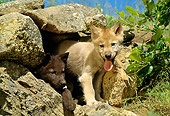 WOV 09 RW0024 01
Two Gray Wolf Pups Peering Out Of Den