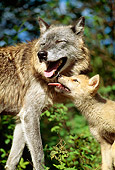 WOV 09 RW0026 01
Gray Wolf Pup Greeting Mother By Woods