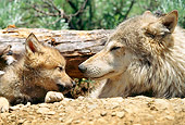WOV 09 RW0027 01
Head Shot Of Gray Wolf Pup And Mother Sitting In Den