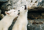 WOV 09 RW0028 01
Two Arctic Gray Wolf Pups Howling By Den