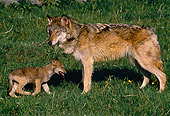 WOV 09 SM0072 01
Gray Wolf And Pups