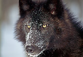 WOV 09 TK0001 01
Head Shot Of Gray Wolf In Winter