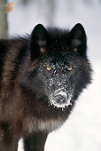 WOV 09 TK0002 01
Shoulder Shot Of Gray Wolf In Winter