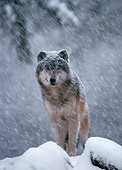 WOV 09 TL0001 01
Portrait Of Gray Wolf In Snow