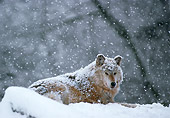 WOV 09 TL0003 01
Gray Wolf Laying On Snow