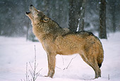 WOV 09 TL0004 01
Profile Of Gray Wolf Howling In Snow