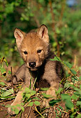 WOV 09 TL0006 01
Portrait Of Gray Wolf Pup