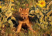 WOV 09 TL0011 01
Portrait Of Gray Wolf Pup By Wildflowers