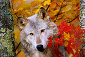 WOV 09 TL0014 01
Portrait Head Shot Of Gray Wolf By Autumn Leaves