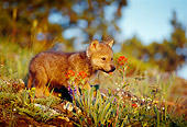 WOV 09 TL0018 01
Gray Wolf Pup Exploring On Hillside Flowers Trees Blue Sky