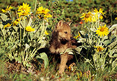 WOV 09 TL0019 01
Gray Wolf Pup Sitting Among Yellow Flowers Grass