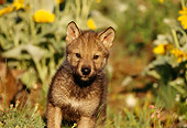 WOV 09 TL0020 01
Gray Wolf Pup Standing Facing Camera Yellow Flowers Grass