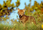 WOV 09 TL0021 01
Gray Wolf Pup Standing On Hilltop Grass Trees Blue Sky