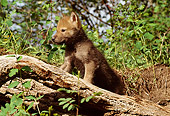 WOV 09 TL0022 01
Gray Wolf Pup Exploring On Log Among Foliage