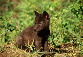 WOV 09 TL0024 01
Portrait Of Gray Wolf Pup Sitting In Woods