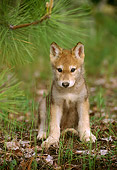 WOV 09 TL0025 01
Portrait Of Gray Wolf Pup Sitting Under Pine Bough