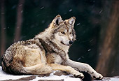 WOV 09 TL0027 01
Mexican Gray Wolf Laying On Snow