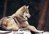 WOV 09 TL0027 02
Mexican Gray Wolf Laying On Snow