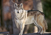 WOV 09 TL0028 01
Mexican Gray Wolf Standing On Rock