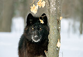 WOV 09 TL0030 01
Portrait Head Shot Of Black Wolf Standing On Snow Next To Tree Trunk In Woods