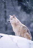 WOV 09 TL0031 01
Portrait Of Gray Wolf Sitting On Snow During Snowstorm